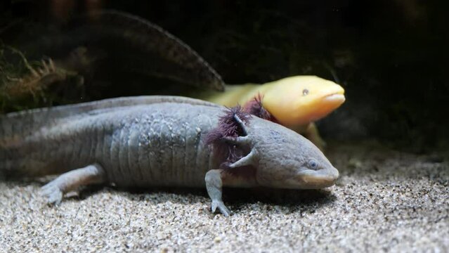 The axolotl (Ambystoma mexicanum), paedomorphic salamanders, critically endangered amphibians in the family Ambystomatidae, endemic to Mexican lakes of Xochimilco and Chalco.