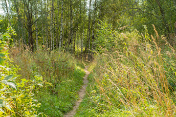 A narrow path through the trees. Path from the countryside trodden by people passing by.