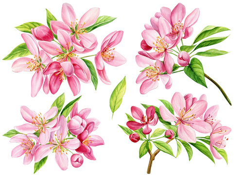 Apple tree flowers Isolated on white background. Spring pink flora Hand-drawn watercolor, Sakura botanical painting