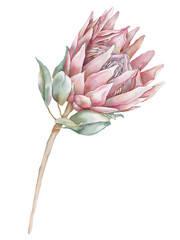 Protea flower. Hand painted pink flower with leaves and branch isolated on white background. Nature botanical illustration for design, print. Realistic delicate plant
