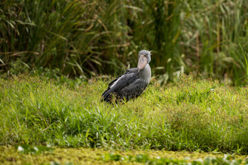 African Balaeniceps (Balaeniceps rex) is a large African bird from the order of the rocks, known especially because of its conspicuously shaped beak.