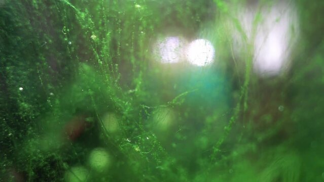 Algae in a home dirty aquarium, glass covered with different types of algae, trouble starting an aquarium

