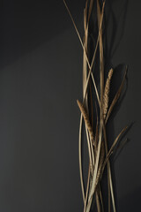 Dried pampas grass bouquet on dark background with shadows on the wall. Silhouette in sun light....