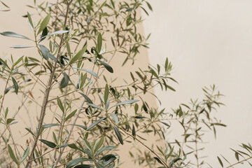 Green olive tree leaves branches on neutral beige background. Aesthetic minimal nature concept....