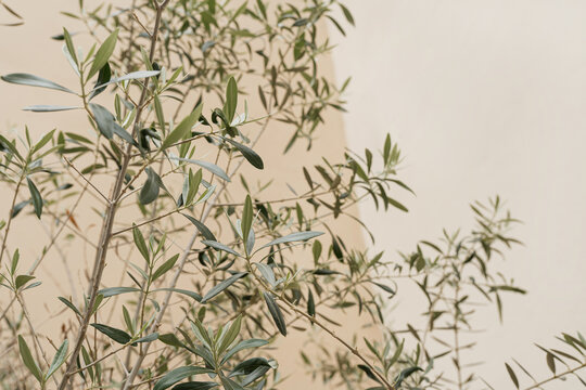 Green olive tree leaves branches on neutral beige background. Aesthetic minimal nature concept. Copy space, empty space