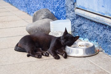 Stray cat sleeping on the feeding bowl waiting for the food