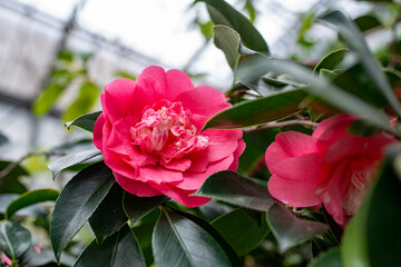 beautiful camellia - in glasshouse close up