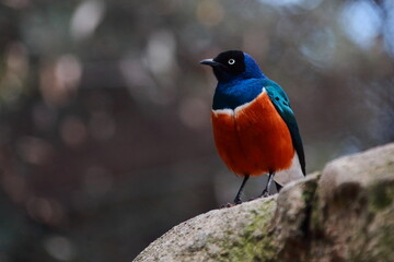 Fototapeta premium birds