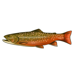 illustration trout fish or rainbow fish with transparent background in fresh water