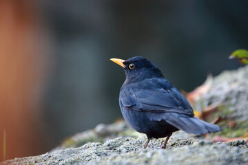 birds