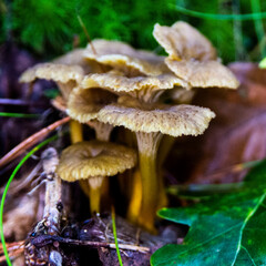 Funnel Chantarelle