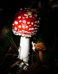 Toadstool