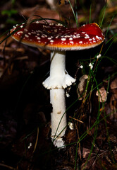 Toadstool