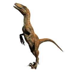 Velociraptor dinosaur jurassic © david