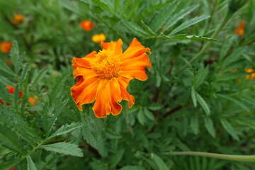 A flower of single orange Tagetes patula in mid July