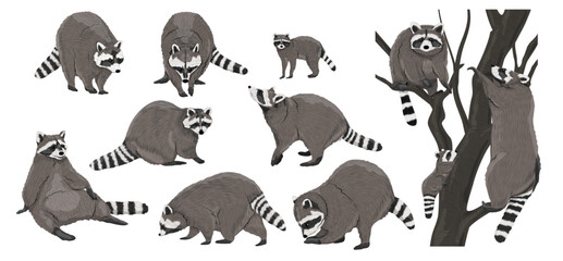 Set Common raccoon in different poses. Raccoons stand, sit, climb a tree. Adult Procyon lotor raccoons and their cubs. Realistic vector animal - obrazy, fototapety, plakaty