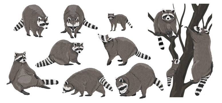 Set Common raccoon in different poses. Raccoons stand, sit, climb a tree. Adult Procyon lotor raccoons and their cubs. Realistic vector animal