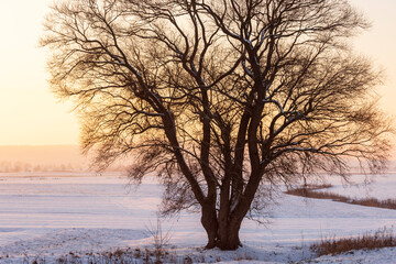 Sonnenuntergang am alten Baum im Winter bei Schnee