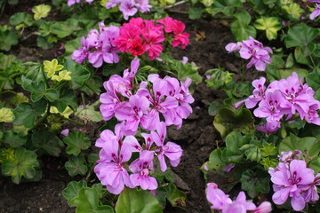Flowers of pink ivy-leaved pelargonium in mid June