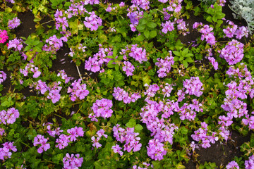 Flower bed with pink ivy-leaved pelargonium in July