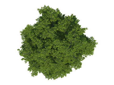 Mountain Alder top view png alpha channel