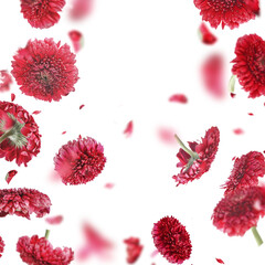 Flying pink flowers and petals frame, isolated on transparent background