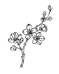 Hand drawn cherry blossom branch outline monochrome illustration