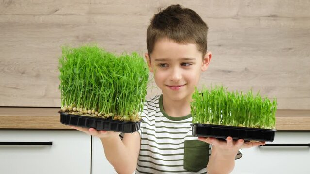 The boy is holding a loki with micro green in his hands. A happy child examines the grass micro greens. The concept of healthy food, eco food.