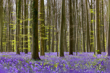 Fototapeta na wymiar Bluebell forest in spring