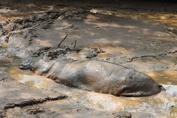 A giant hippopotomus at a sink in the national zoo of Banglades