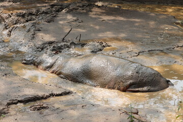 A giant hippopotomus at a sink in the zoo of Bangladesh