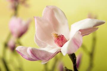 Open magnolia