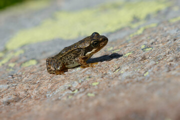 Juvenile Common frog or Grass frog (Rana temporaria) in Pyrenean Mountains