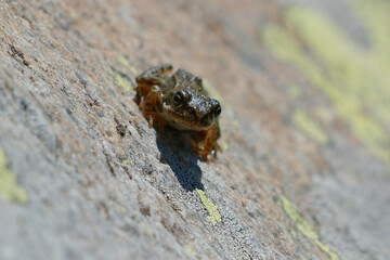 Juvenile Common frog or Grass frog (Rana temporaria) in Pyrenean Mountains