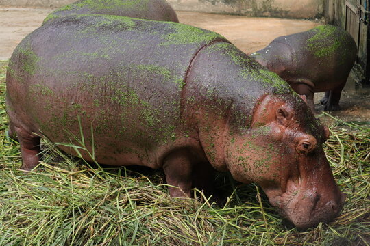 A Group Of Biggest Hippopotomus In The National Zoo Of Bangladesh