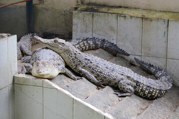 A group of crocodile in the zoo of Bangladesh