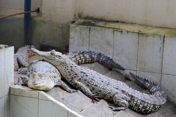 A group of crocodile in the zoo of Bengal