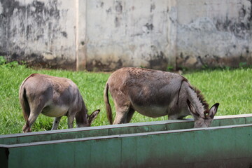  A group of donkey in the national zoo of Bangladesh