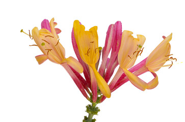 honeysuckle flowers isolated