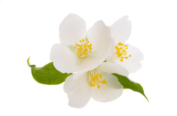 Fototapeta premium jasmine flowers isolated
