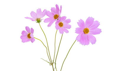 bouquet of cosmos isolated