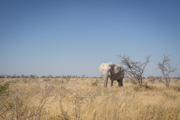Obraz premium wild elephant in savannah - namibia
