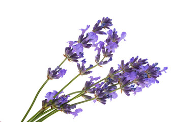 lavender isolated