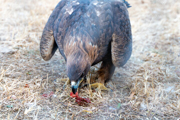 Golden eagle is eating meat foraging