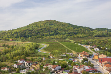 Fototapeta na wymiar Vineyards around Motovun bordered by access roads