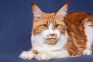 Fototapeta na wymiar A big maine coon cat on the blue background in a sudio, isolated.
