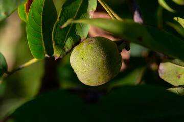 close up of green walnut fruits on tree
