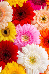 background of gerbera flowers isolated