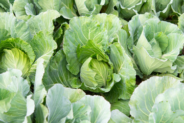 Fresh Cabbage Grown in Organic Garden, Healthy Food