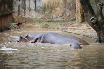 A largest hippopotomus at a sink in the national zoo of Bangladesh